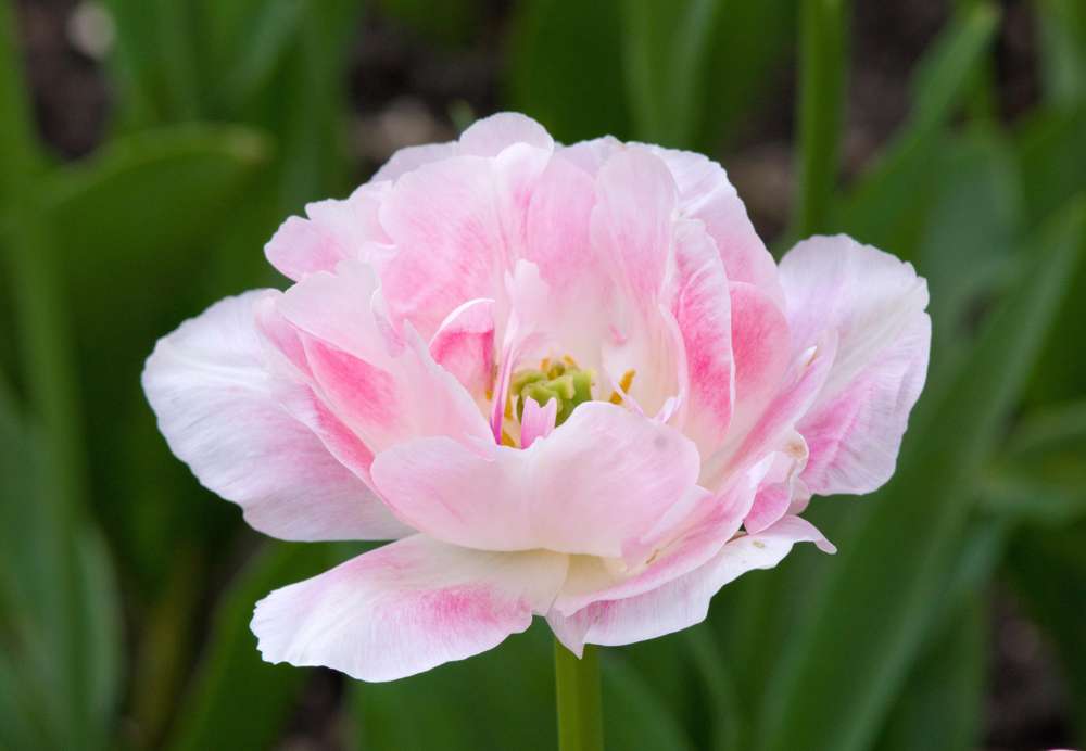 Tulipan 'Angelique'